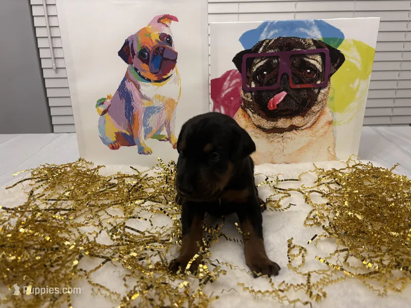 Rosco (AKC) – Doberman Pinscher puppy for sale in Raleigh, NC