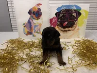 Rosco (AKC), a male Doberman Pinscher for sale in Raleigh, NC – Photo 2 of 2