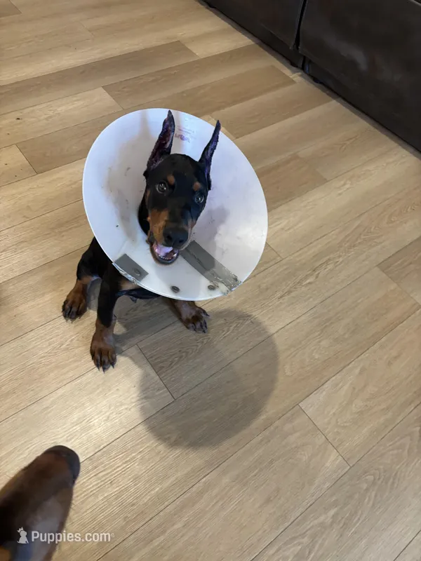 Rosco (AKC) – Doberman Pinscher puppy for sale in Raleigh, NC