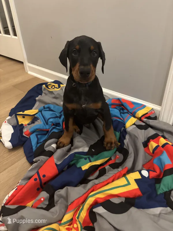 Rosco (AKC) – Doberman Pinscher puppy for sale in Raleigh, NC