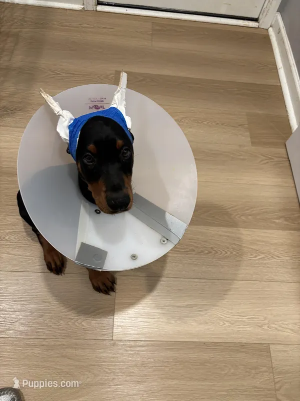 Rosco (AKC) – Doberman Pinscher puppy for sale in Raleigh, NC