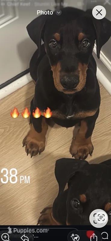 Rosco (AKC) – Doberman Pinscher puppy for sale in Raleigh, NC