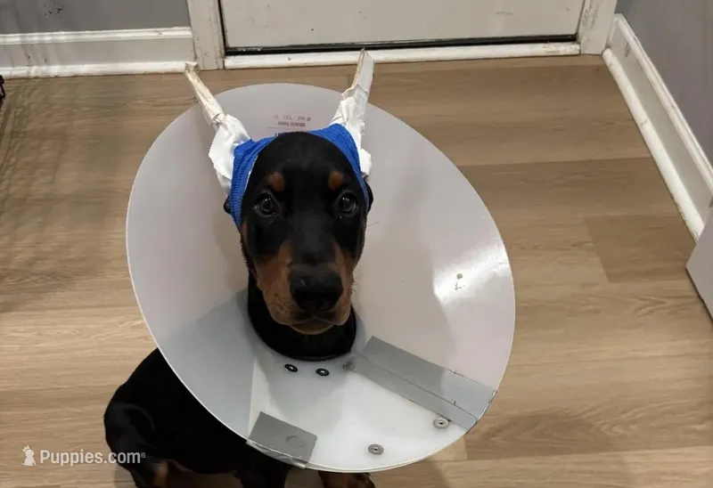 Rosco (AKC) – Doberman Pinscher puppy for sale in Raleigh, NC