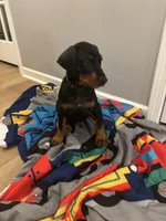 Rosco (AKC), a male Doberman Pinscher for sale in Raleigh, NC – Photo 2 of 2