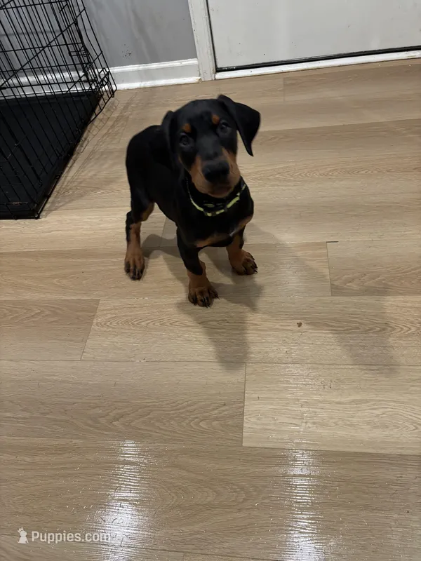 Rosco (AKC) – Doberman Pinscher puppy for sale in Raleigh, NC