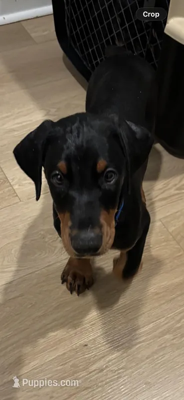 Rosco (AKC) – Doberman Pinscher puppy for sale in Raleigh, NC