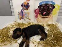 Eli (AKC), a male Doberman Pinscher for sale in Raleigh, NC – Photo 2 of 2