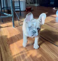 Jayjay, a male French Bulldog for sale in Roanoke, VA – 8 of 9