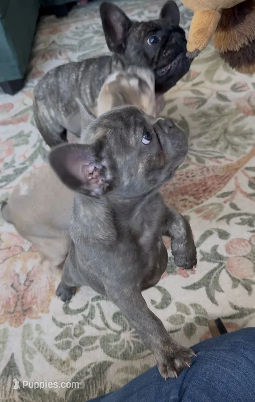 Nellie – French Bulldog puppy for sale in Roanoke, VA