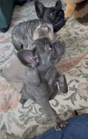 Nellie, a female French Bulldog for sale in Roanoke, VA – 1 of 9