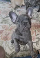 Nellie, a female French Bulldog for sale in Roanoke, VA – 3 of 9
