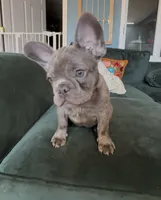 Nellie, a female French Bulldog for sale in Roanoke, VA – 5 of 9
