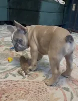 Jayjay, a male French Bulldog for sale in Roanoke, VA – 4 of 9