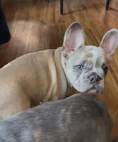 Jayjay, a male French Bulldog for sale in Roanoke, VA – 3 of 9
