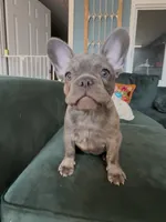 Nellie, a female French Bulldog for sale in Roanoke, VA – 4 of 9
