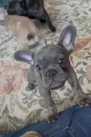 Nellie, a female French Bulldog for sale in Roanoke, VA – 8 of 9