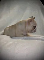 Freckles, a female French Bulldog for sale in Roanoke, VA – 2 of 5