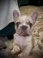 Freckles, a female French Bulldog for sale in Roanoke, VA – 5 of 5
