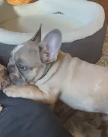 Jayjay, a male French Bulldog for sale in Roanoke, VA – 7 of 9