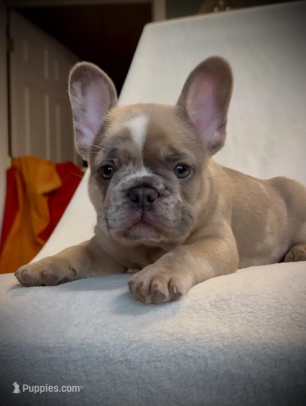 Jayjay – French Bulldog puppy for sale in Roanoke, VA