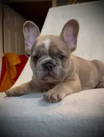 Jayjay, a male French Bulldog for sale in Roanoke, VA – 1 of 9