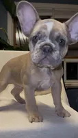 Jayjay, a male French Bulldog for sale in Roanoke, VA – 5 of 9