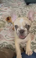 Freckles, a female French Bulldog for sale in Roanoke, VA – 1 of 5