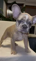 Jayjay, a male French Bulldog for sale in Roanoke, VA – 2 of 9