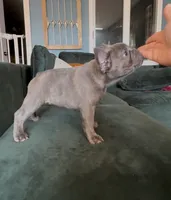 Nellie, a female French Bulldog for sale in Roanoke, VA – 9 of 9