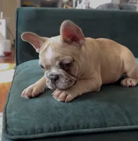 Freckles, a female French Bulldog for sale in Roanoke, VA – 3 of 5