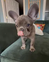 Nellie, a female French Bulldog for sale in Roanoke, VA – 2 of 9