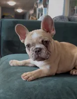 Freckles, a female French Bulldog for sale in Roanoke, VA – 4 of 5