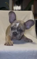 Jayjay, a male French Bulldog for sale in Roanoke, VA – 6 of 9