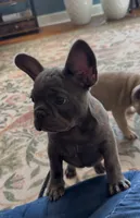 Nellie, a female French Bulldog for sale in Roanoke, VA – 6 of 9