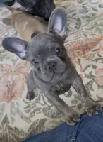 Nellie, a female French Bulldog for sale in Roanoke, VA – 7 of 9