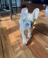 Jayjay, a male French Bulldog for sale in Roanoke, VA – 9 of 9