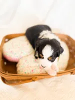 processed/7e3c1679-2137-422d-9ebf-1fabeba8c423/listing/c88ec099-be96-47f3-93f1-e074edde1a86/3d5d9fda-bd3d-4d4a-8b17-ca13dbeeaf0b