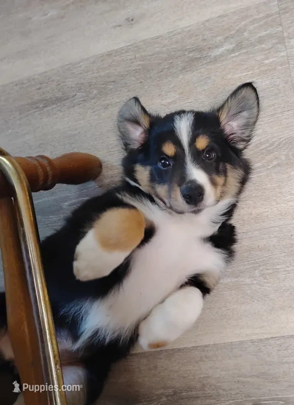 Macy – Australian Shepherd puppy on hold in Lebanon, MO