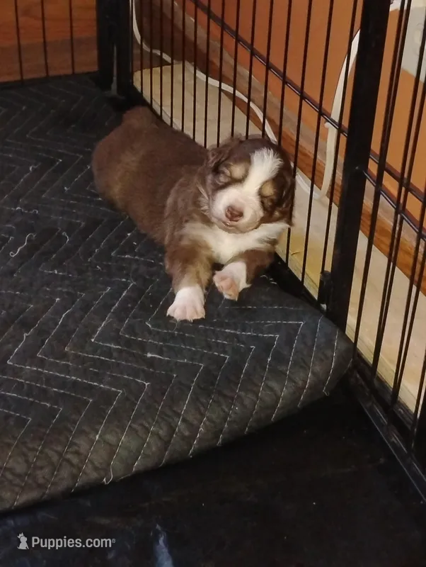 Ruby – Australian Shepherd puppy for sale in Lebanon, MO