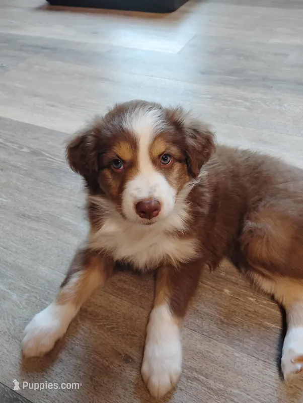 Ruby – Australian Shepherd puppy for sale in Lebanon, MO