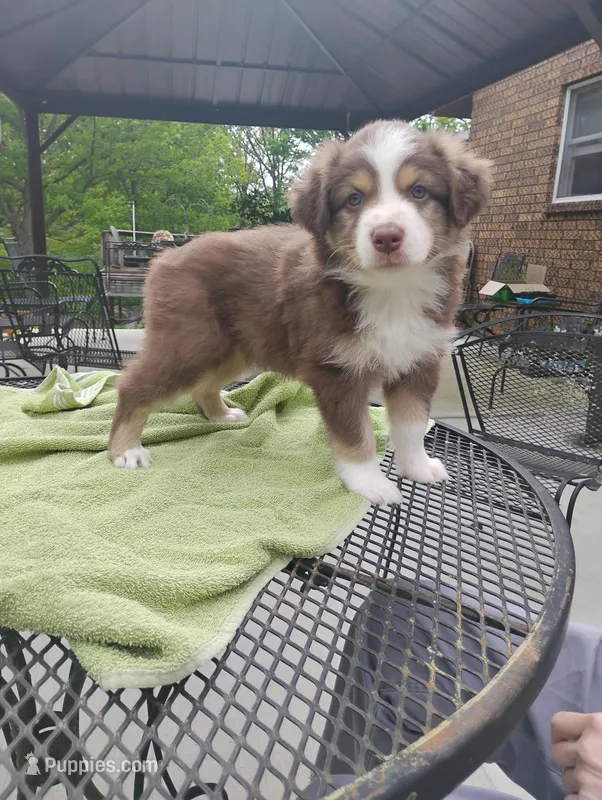Ruby – Australian Shepherd puppy for sale in Lebanon, MO