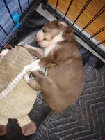 Ruby, a female Australian Shepherd for sale in Lebanon, MO – Photo 2 of 2