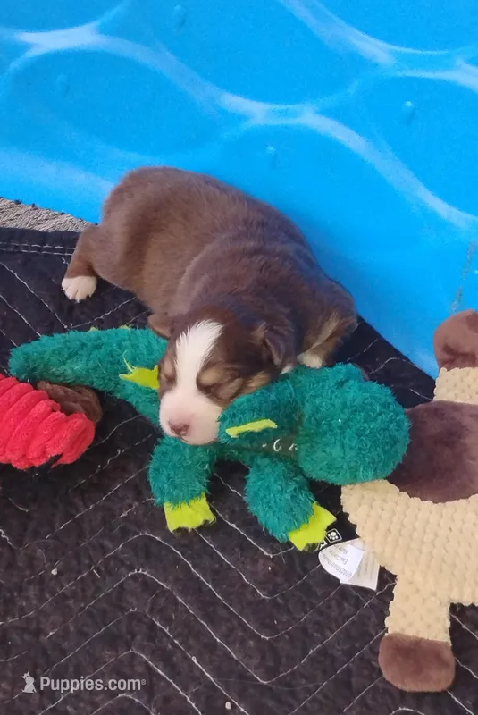 Ruby – Australian Shepherd puppy for sale in Lebanon, MO
