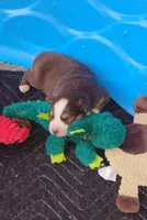 Ruby, a female Australian Shepherd for sale in Lebanon, MO – Photo 1 of 2