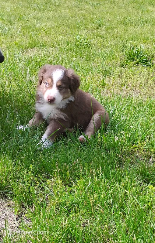 Ruby – Australian Shepherd puppy for sale in Lebanon, MO