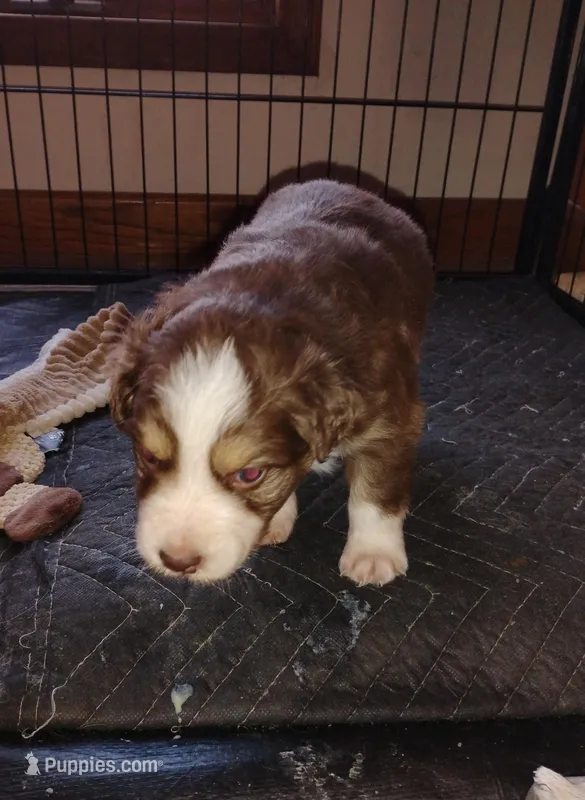 Ruby – Australian Shepherd puppy for sale in Lebanon, MO