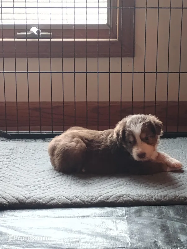Ruby – Australian Shepherd puppy for sale in Lebanon, MO
