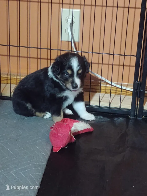 Macy – Australian Shepherd puppy for sale in Lebanon, MO