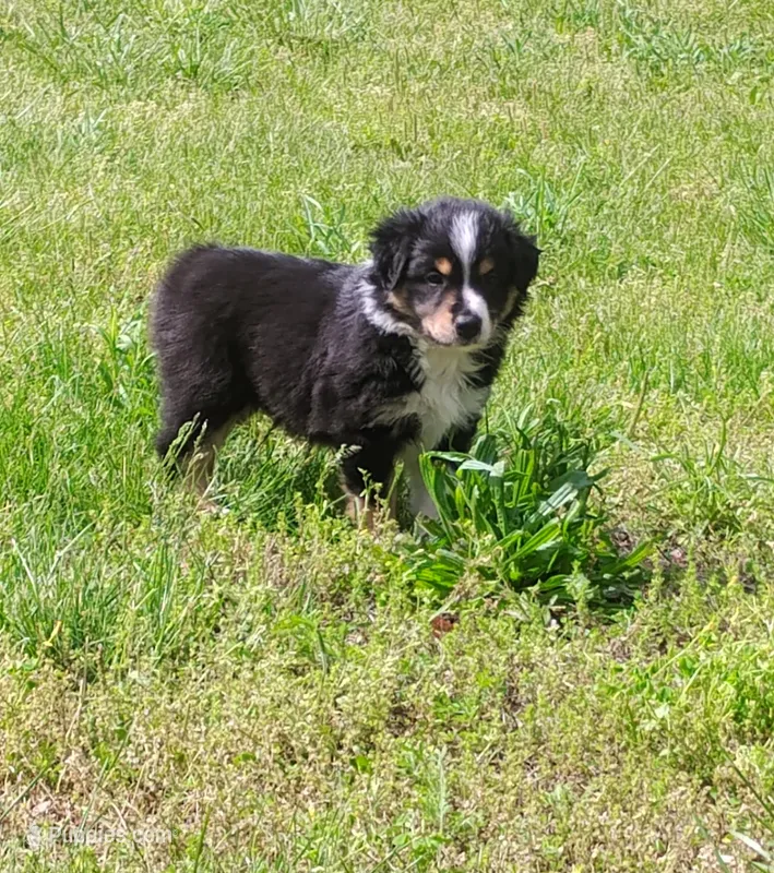 Macy – Australian Shepherd puppy for sale in Lebanon, MO