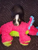 Macy, a female Australian Shepherd for sale in Lebanon, MO – Photo 1 of 2